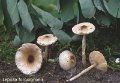 Lepiota forquignonii-amf1185